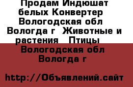 Продам Индюшат белых Конвертер - Вологодская обл., Вологда г. Животные и растения » Птицы   . Вологодская обл.,Вологда г.